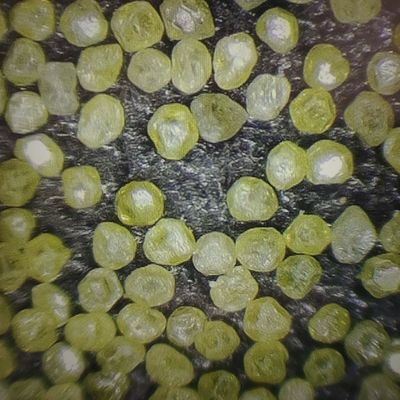 Synthetisches Diamantpulver für die Anpassung von Polierpads und 30-Tage-Rückgabe