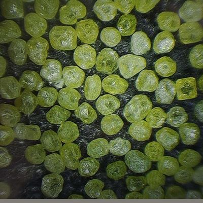 US Xinrui Mbd Diamantpulver synthetische R für Diamantwerkzeuge 80.00cm * 50.00cm * 30.00cm