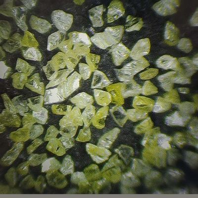US Diamantpulver zum Polieren von Schimmelformen und Zeichnen von Tc Die geschätzte Lieferzeit