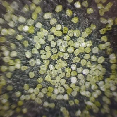 Synthetisches Diamantpulver zum Polieren von Schmuck Xinrui Diamantpulver